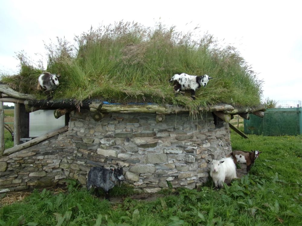 p-goats-trim-roof